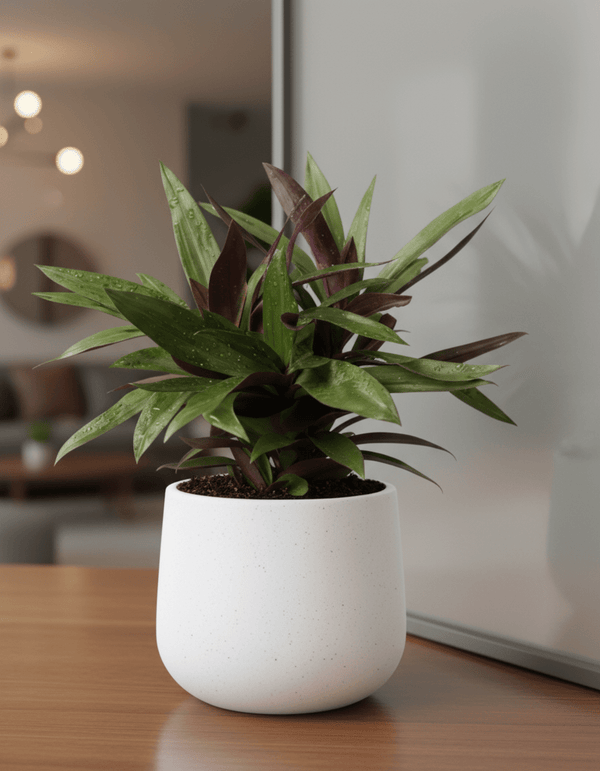 Rhoeo Plant - Potted plant - POTT-RHOE-GRW-5408 - Tumbleweed Plants - Online Plant Delivery Singapore