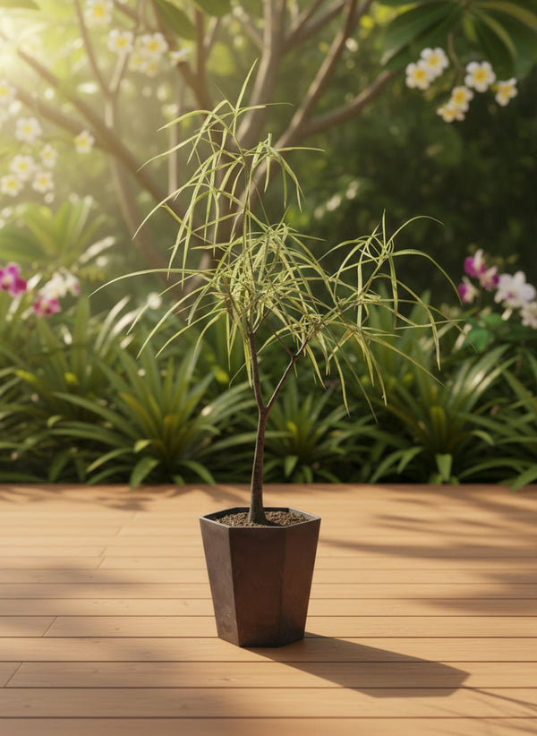 Bottle Tree Short (Brachychiton Rupestris) - Potted plant - POTT-BOTT-GRW-6559 - Tumbleweed Plants - Online Plant Delivery Singapore