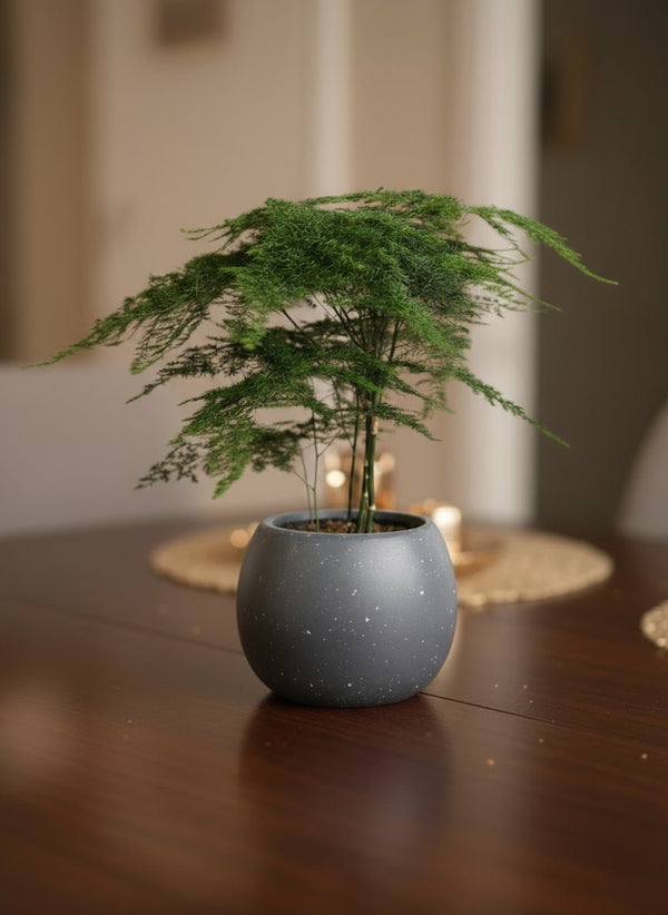 Asparagus Fern Baby (Lace Fern) - Potted plant - POTT-MINI-GRW-6000 - Tumbleweed Plants - Online Plant Delivery Singapore