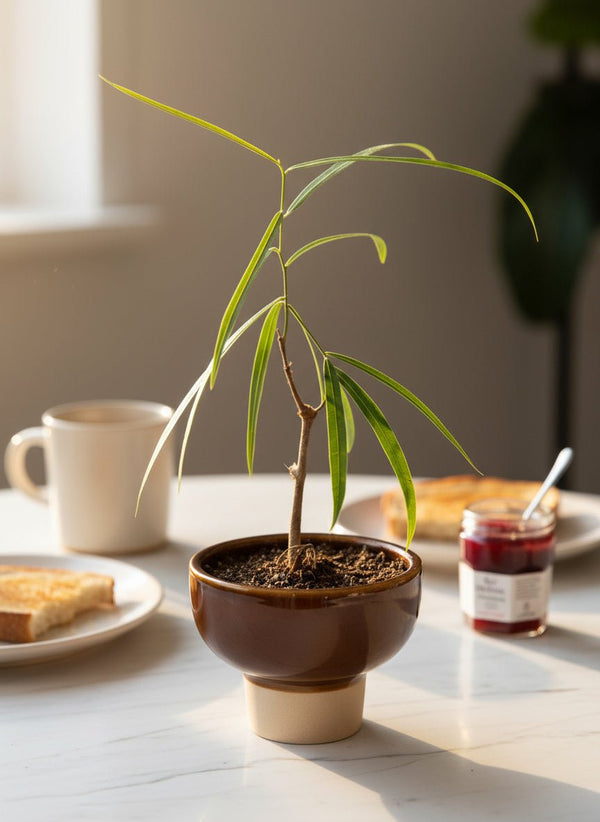Bottle Tree Junior - Brachychiton Rupestris (Japan) - Potted plant - POTT-BOTT-GRW-6856 - Tumbleweed Plants - Online Plant Delivery Singapore