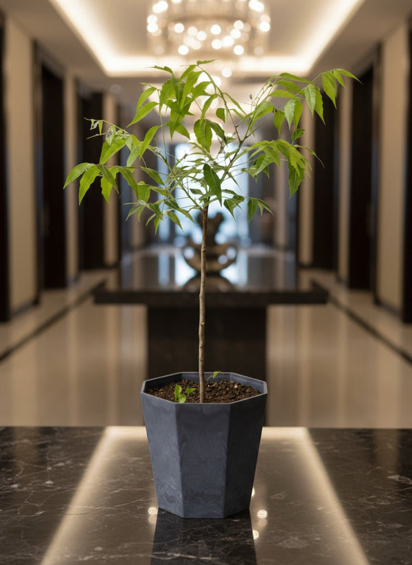 Neem Tree Plant - Potted plant - POTT-NEEM-GRW-3585 - Tumbleweed Plants - Online Plant Delivery Singapore