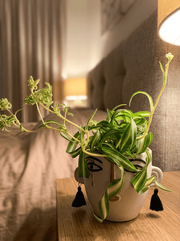Spider Plant 'Bonnie' - Potted plant - JUST-SPID-GRW-2644 - Tumbleweed Plants - Online Plant Delivery Singapore