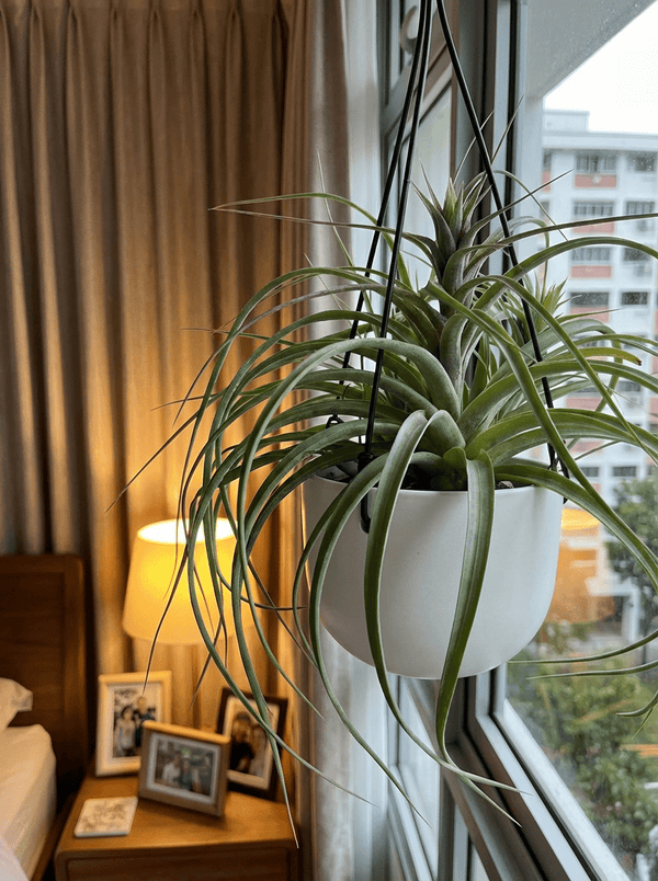 Air Plant - Assorted Tillandsia (Hanging) - Potted plant - POTT-AIRP-GRW-6254 - Tumbleweed Plants - Online Plant Delivery Singapore