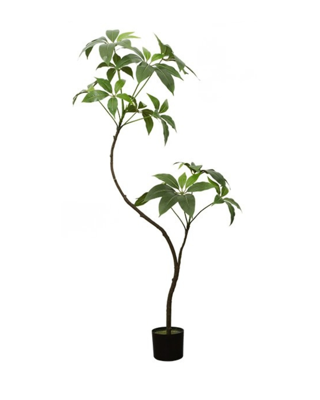 Umbrella Plant (Life-like Artificial)