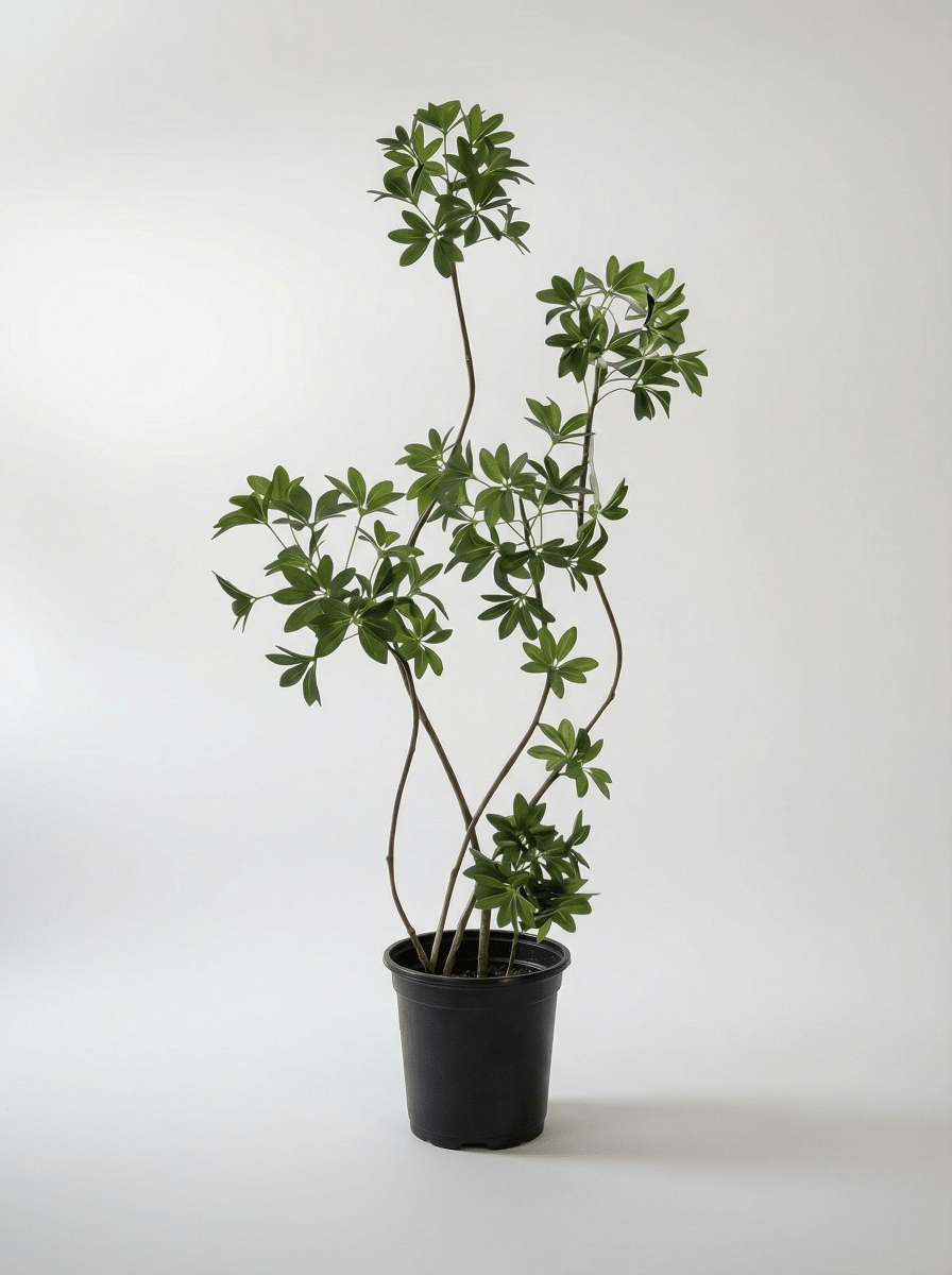 Dwarf Umbrella Tree (Life-like Artificial)