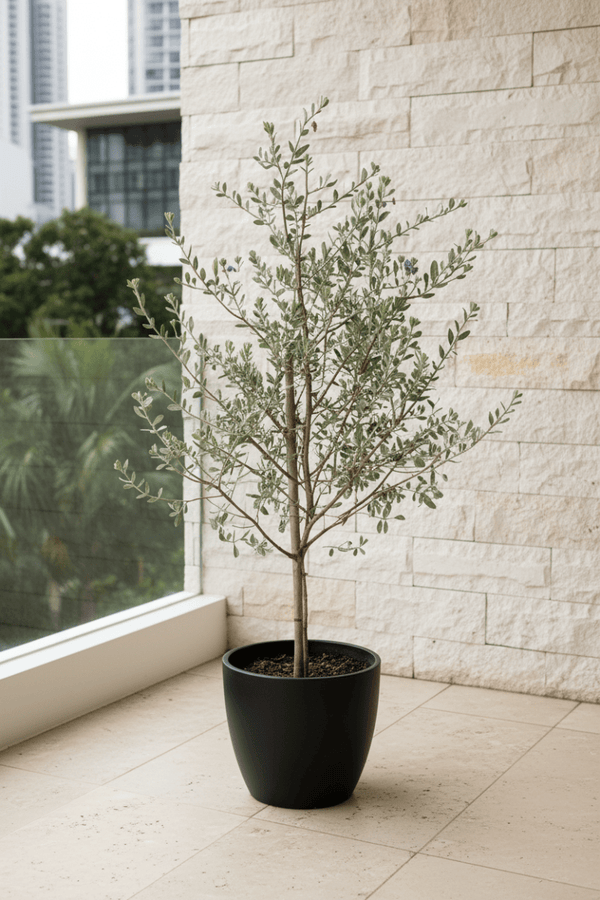 Leucophyllum Frutescens – Texas Sage / Silver Bush - Potted plant - POTT-LEUC-GRW-7766 - Tumbleweed Plants - Online Plant Delivery Singapore