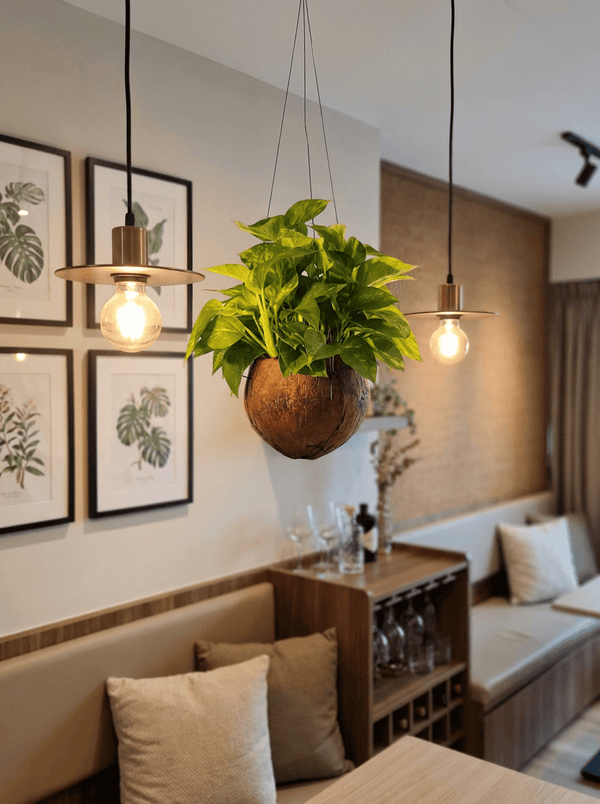 Epipremnum Aureum - Golden Pothos (Variegated) in Coco Husk - Potted plant - POTT-EPIP-GRW-6066 - Tumbleweed Plants - Online Plant Delivery Singapore