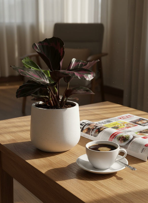 Calathea Roseopicta Purple - Potted plant - GIFT-CALA-GRW-5133 - Tumbleweed Plants - Online Plant Delivery Singapore