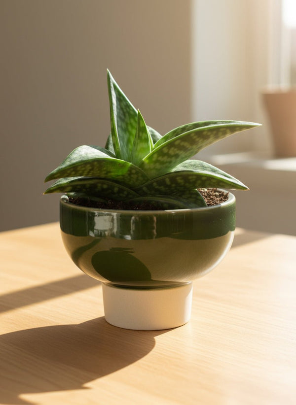 "Tiger" Aloe - Potted plant - JUST-TIGE-2232 - Tumbleweed Plants - Online Plant Delivery Singapore