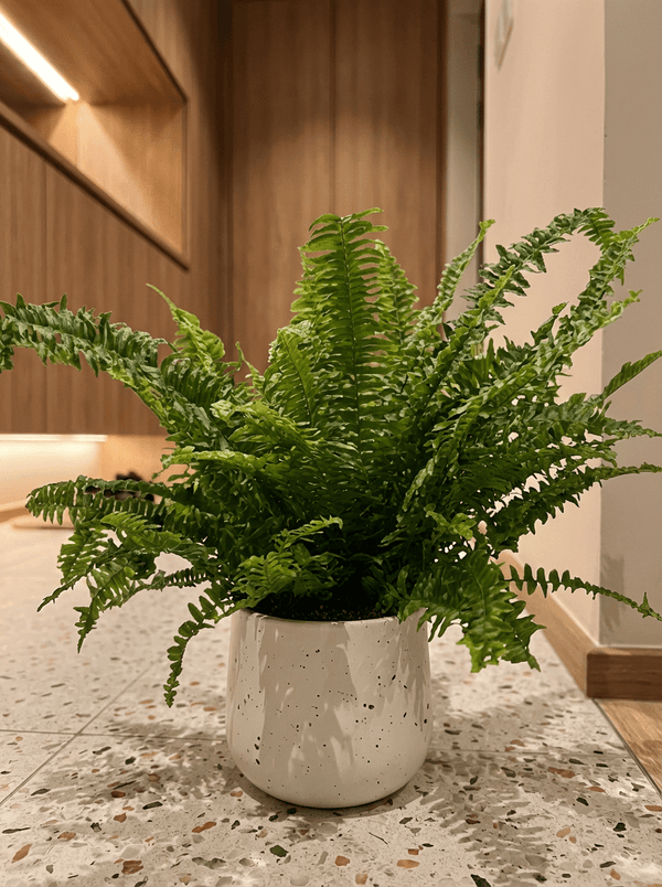Boston Fern Plant - Potted plant - POTT-BOST-GRW-5696 - Tumbleweed Plants - Online Plant Delivery Singapore