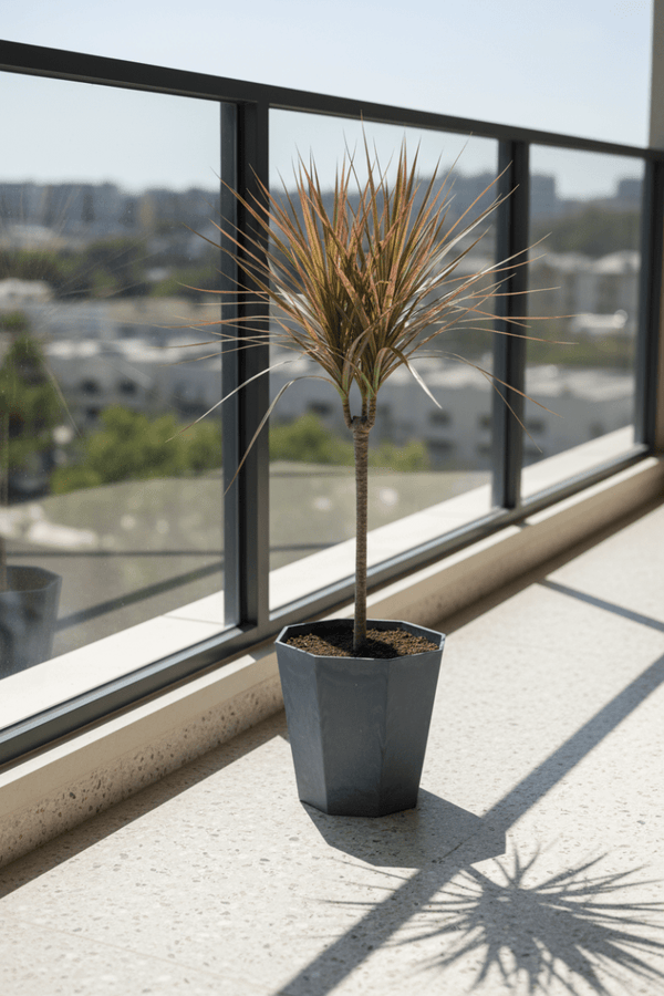 Dracaena Bicolour - Potted plant - JUST-DRAC-GRW-2565 - Tumbleweed Plants - Online Plant Delivery Singapore