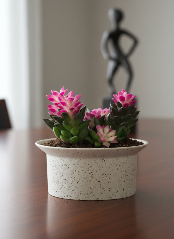 Little Sunrise Succulents - Potted plant - GIFT-SUNR-DTS-2638 - Tumbleweed Plants - Online Plant Delivery Singapore