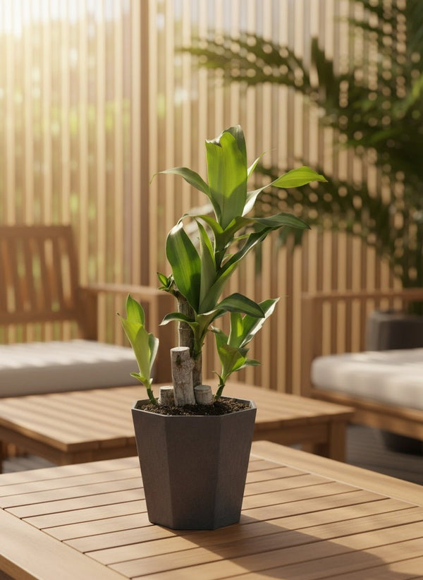 Dracaena Fragrans (Iron Tree) Baby - Potted plant - JUST-DRAC-CMGRW-3077 - Tumbleweed Plants - Online Plant Delivery Singapore