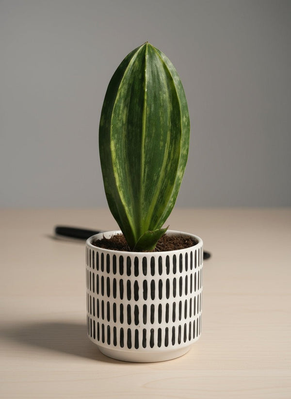 Little Whale Fin Variegated - Potted plant - JUST-WHAL-PLS-2403 - Tumbleweed Plants - Online Plant Delivery Singapore