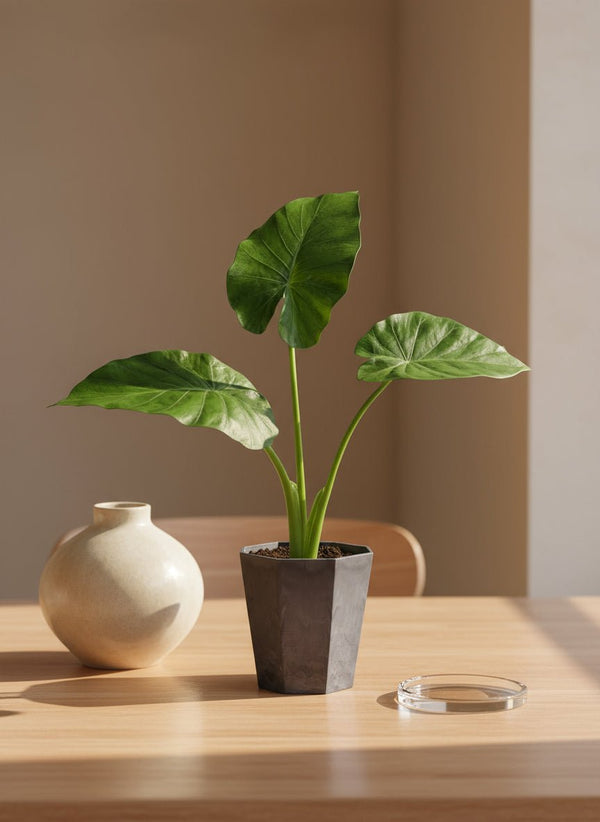 Giant Taro Medium - Potted plant - JUST-GIAN-GRW-2480 - Tumbleweed Plants - Online Plant Delivery Singapore
