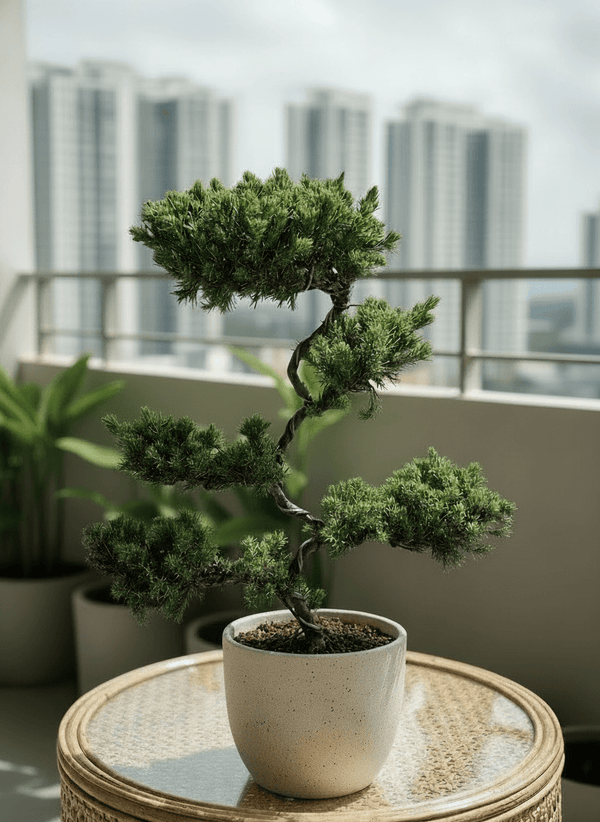 Abundance Juniper Bonsai Tree (5-tier) - Potted plant - GIFT-ABUN-GRW-4826 - Tumbleweed Plants - Online Plant Delivery Singapore