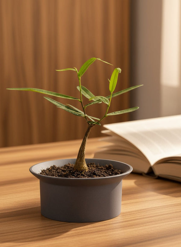 Bottle Tree Baby - Brachychiton Rupestris (Japan) - Potted plant - GIFT-BOTT-3574 - Tumbleweed Plants - Online Plant Delivery Singapore