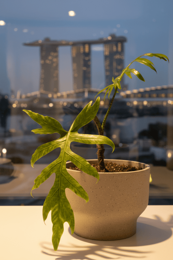 Alocasia Brancifolia - Potted plant - POTT-ALOC-GRW-5208 - Tumbleweed Plants - Online Plant Delivery Singapore