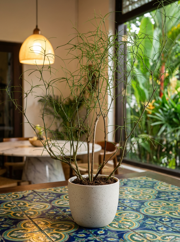 Euphorbia Hedyotoides - Potted plant - POTT-EUPH-GRW-6241 - Tumbleweed Plants - Online Plant Delivery Singapore