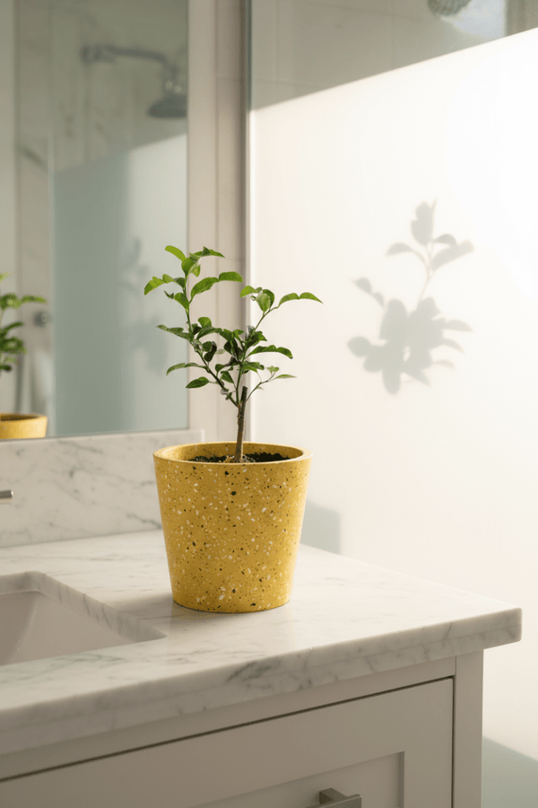 Pomelo Tree - Potted plant - POTT-POME-GRW-3781 - Tumbleweed Plants - Online Plant Delivery Singapore
