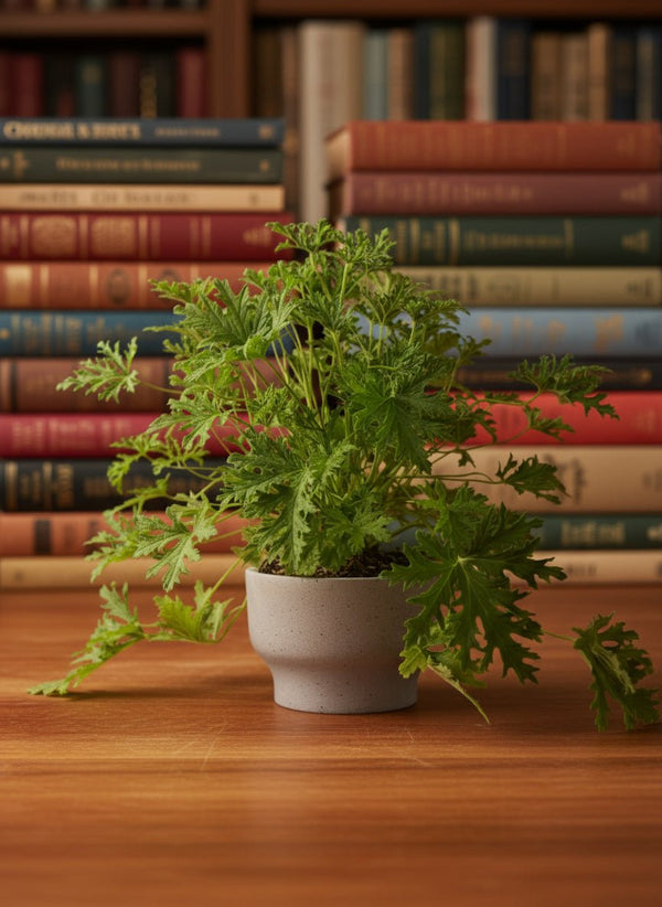 Mosquito Plant - Pelargonium Citrosum - Potted plant - POTT-MOSQ-GRW-3589 - Tumbleweed Plants - Online Plant Delivery Singapore
