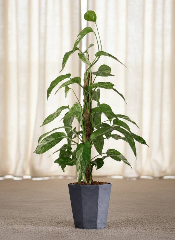 Epipremnum Pinnatum "Albo Variegata" - Potted plant - GIFT-EPIP-GRW-3881 - Tumbleweed Plants - Online Plant Delivery Singapore