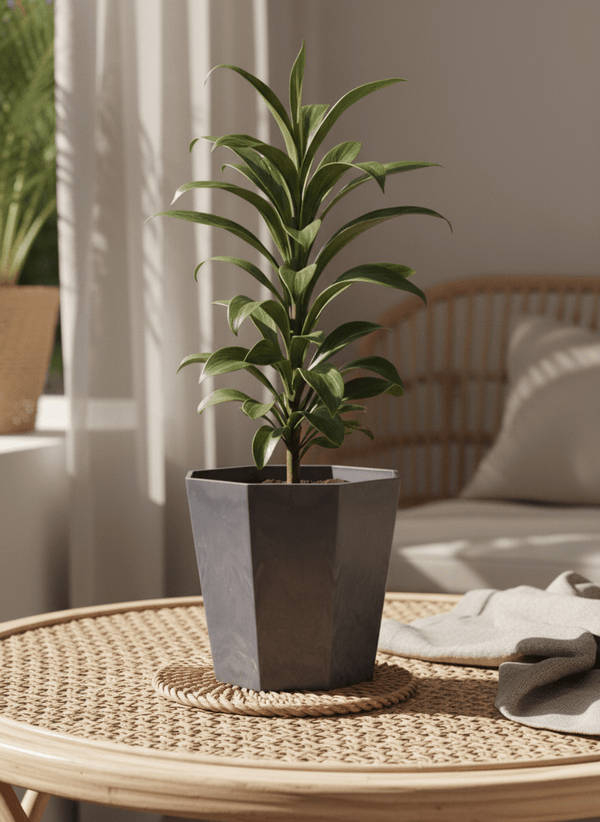 Cordyline 'Chocolate Queen' - Potted plant - JUST-CORD-GRW-2815 - Tumbleweed Plants - Online Plant Delivery Singapore