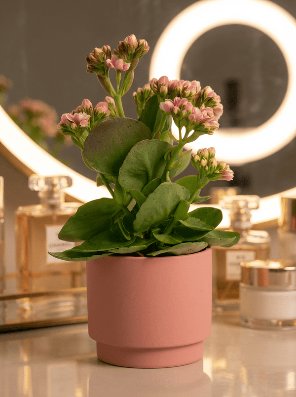 Kalanchoe Baby - Potted plant - GIFT-MINI-GRW-4853 - Tumbleweed Plants - Online Plant Delivery Singapore
