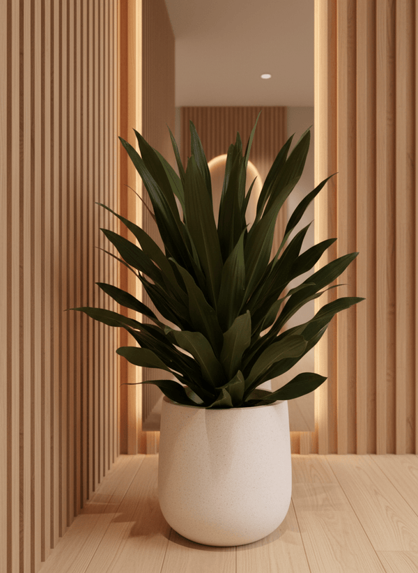 Dracaena Aubryana - Potted plant - JUST-DRAC-3043 - Tumbleweed Plants - Online Plant Delivery Singapore