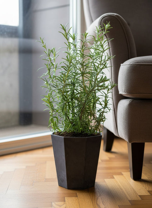 Assorted Rosemary - Potted plant - POTT-ASSO-GRW-5326 - Tumbleweed Plants - Online Plant Delivery Singapore