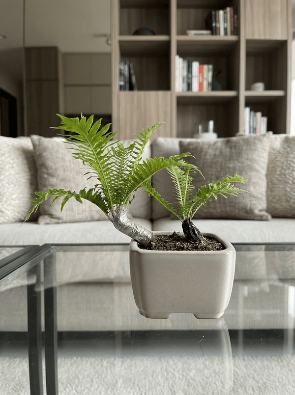 Bonsai Tree Fern - Silver Lady - Potted plant - POTT-BONS-GRW-7848 - Tumbleweed Plants - Online Plant Delivery Singapore