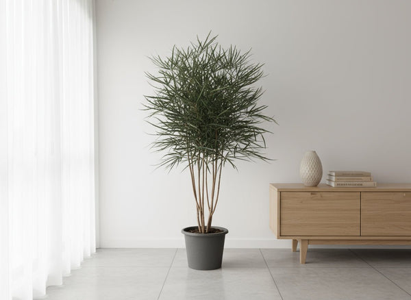 Schefflera Elegantissima (False Aralia) - Potted plant - POTT-SCHE-GRW-7773 - Tumbleweed Plants - Online Plant Delivery Singapore