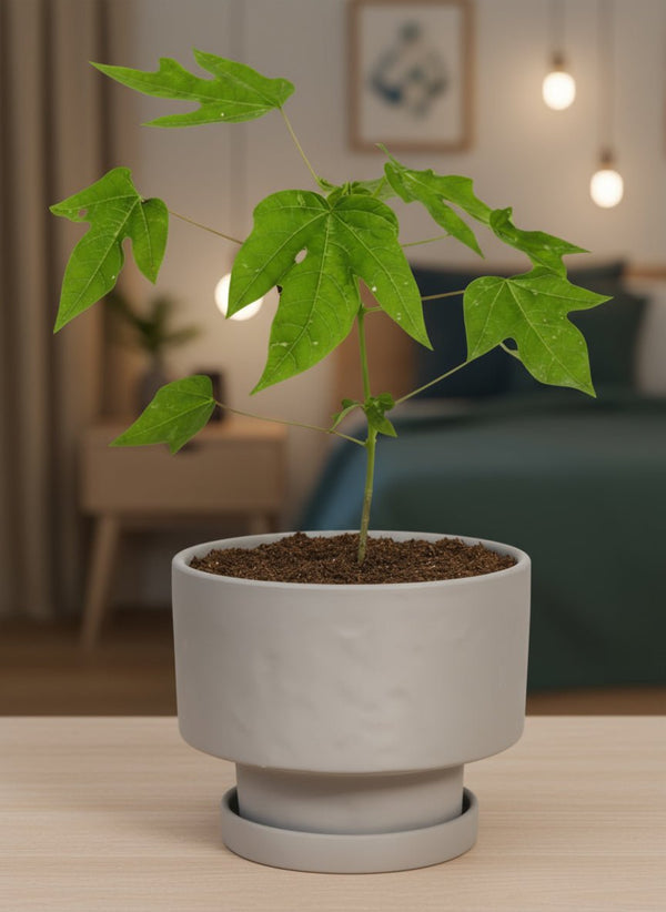 Papaya Plant Junior - Potted plant - POTT-PAPA-GRW-5627 - Tumbleweed Plants - Online Plant Delivery Singapore