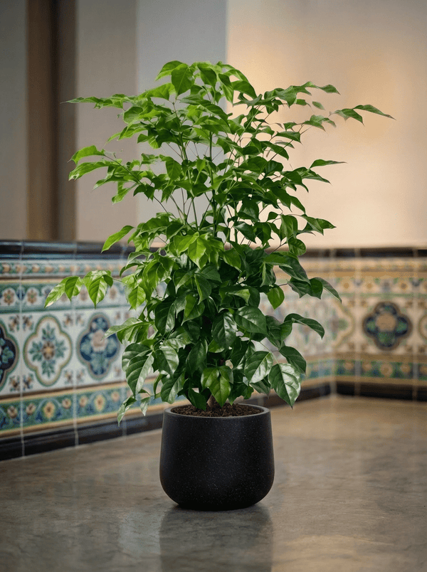 Junior China Doll Tree (0.5m) - Potted plant - POTT-JUIN-GRW-5623 - Tumbleweed Plants - Online Plant Delivery Singapore