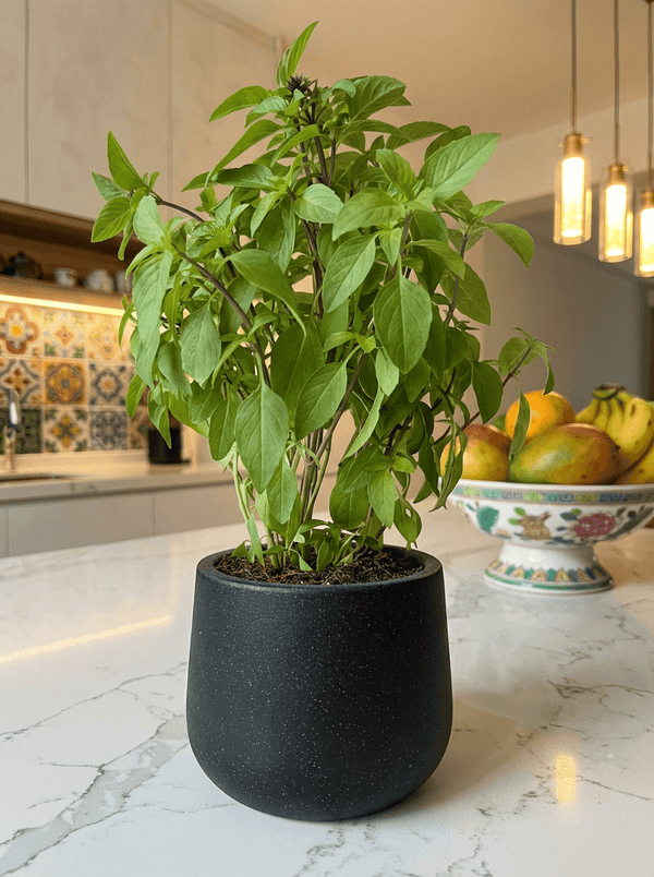 Thai Basil - Potted plant - POTT-THAI-GRW-5346 - Tumbleweed Plants - Online Plant Delivery Singapore