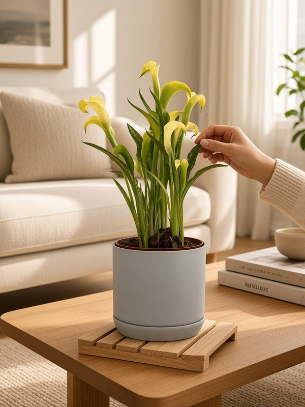 Calla Lily - Potted plant - JUST-CALL-GRW-3172 - Tumbleweed Plants - Online Plant Delivery Singapore