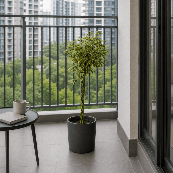 Ficus Benjamina Starlight Beauty Queen (Japan) - Potted plant - POTT-FICU-12328 - Tumbleweed Plants - Online Plant Delivery Singapore