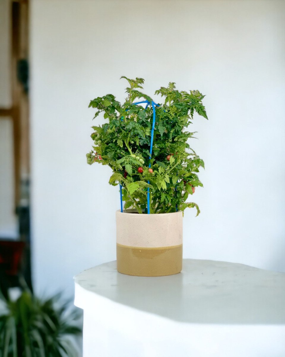 Cherry Tomato Plant - grow pot - Potted plant - Tumbleweed Plants - Online Plant Delivery Singapore