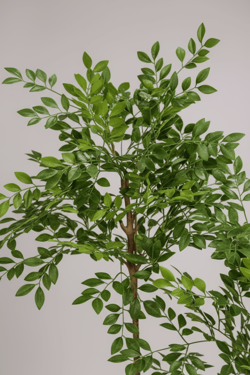 Chinese Money Tree (Life-like Artificial) - Potted plant - 1838465395250561025-0 - Tumbleweed Plants - Online Plant Delivery Singapore