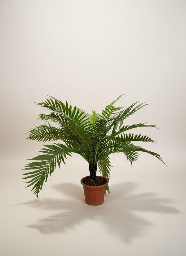Silver Lady Fern - Potted plant - POTT-SILV-GRW-12251 - Tumbleweed Plants - Online Plant Delivery Singapore
