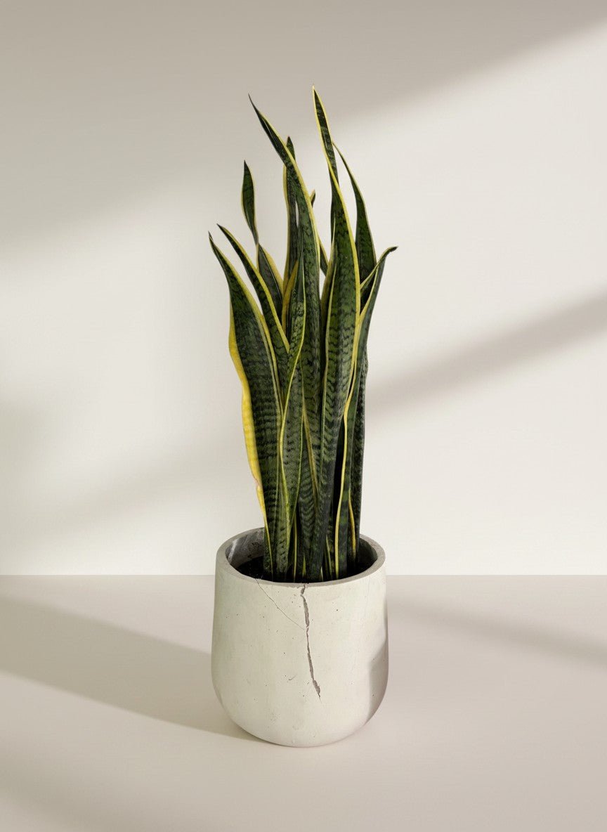 Second Chance: Asher Pot with Laurenti - Second Chance - SECO-SECO-12260 - Tumbleweed Plants - Online Plant Delivery Singapore