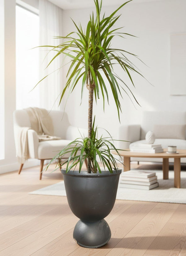 Second Chance: Celavi UPSIZE with assorted FREE PLANT - Second Chance - SECO-SECO-12320 - Tumbleweed Plants - Online Plant Delivery Singapore