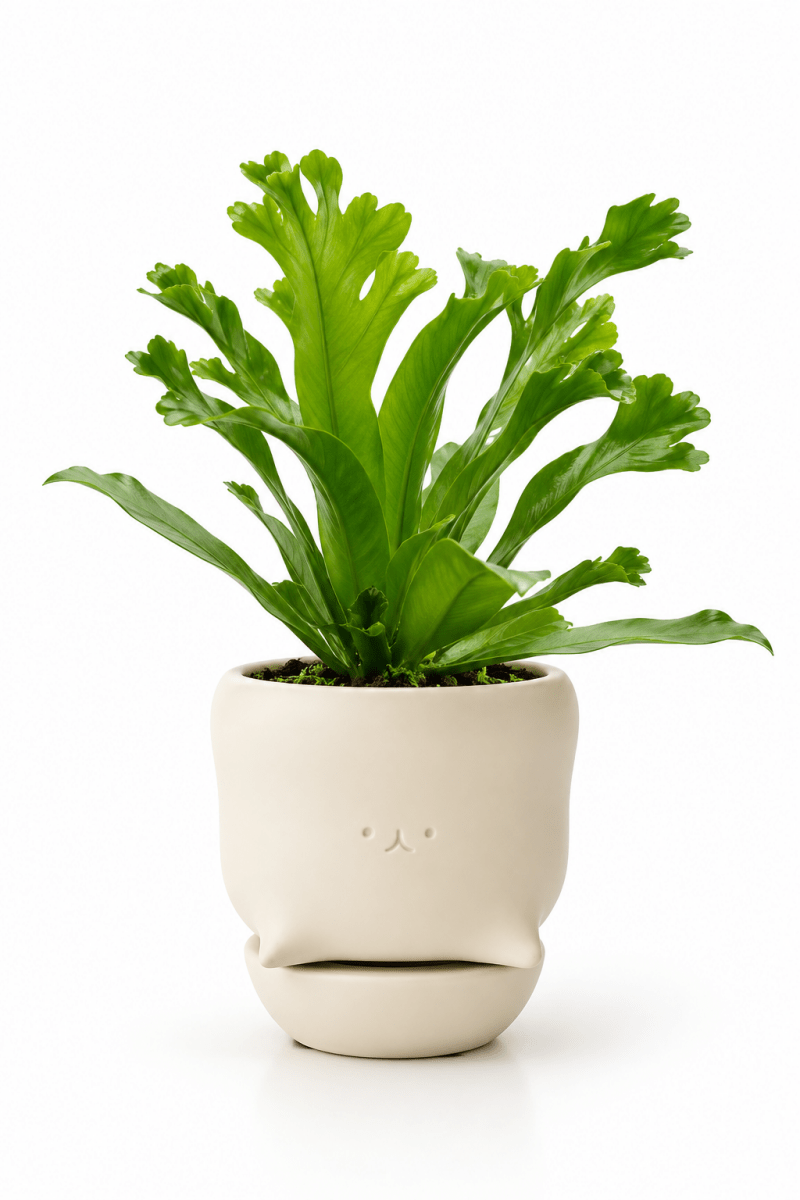 Fishtail Fern Baby - Potted plant - - Tumbleweed Plants - Online Plant Delivery Singapore