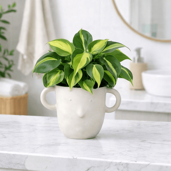 Otis Cup Pot - Planter - 5308473657520 - Tumbleweed Plants - Online Plant Delivery Singapore