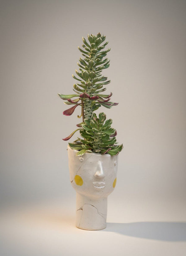 Second Chance: Missy Pot with succulent - Second Chance - SECO-SECO-6873 - Tumbleweed Plants - Online Plant Delivery Singapore