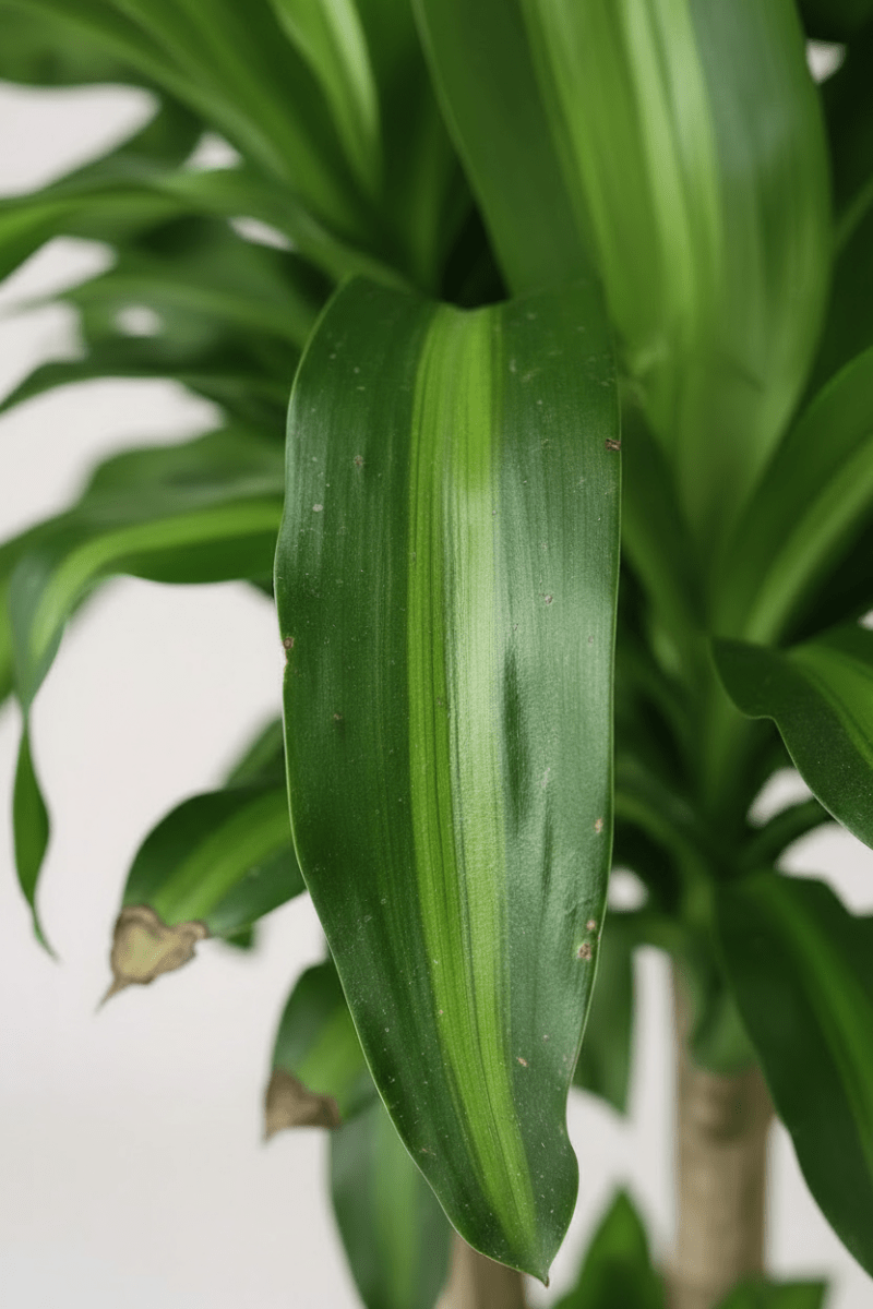 XL Dracaena Fragrans (Iron Tree) - Potted plant - POTT-XLDR-M-9871 - Tumbleweed Plants - Online Plant Delivery Singapore