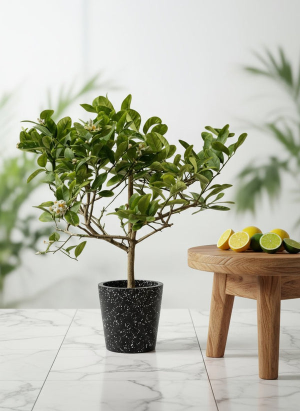 Junior Lemon Tree - Potted plant - POTT-JUIN-GRW-5422 - Tumbleweed Plants - Online Plant Delivery Singapore