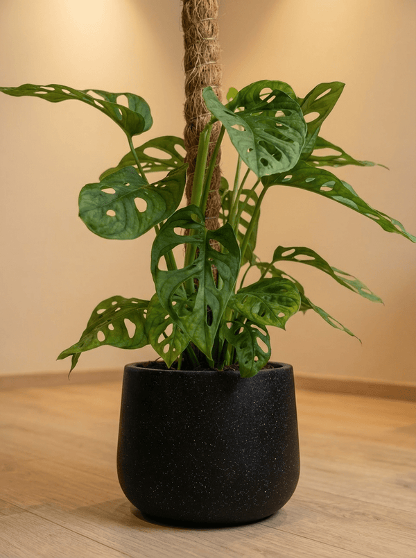 Swiss Cheese Plant in Grow Pole - Potted plant - POTT-SWIS-GRW-6249 - Tumbleweed Plants - Online Plant Delivery Singapore