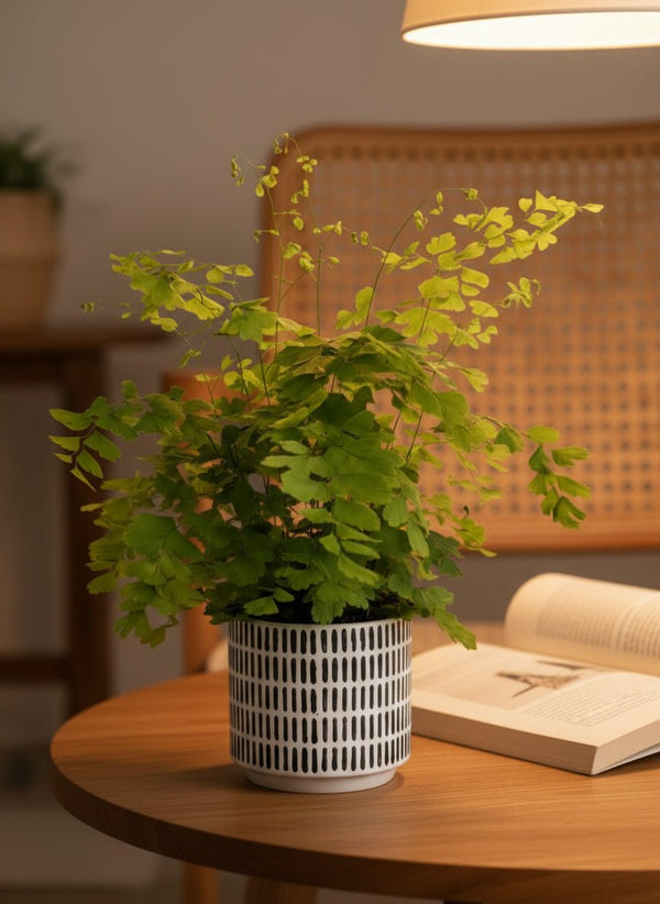 Adiantum - Maidenhair Fern Plant - Potted plant - POTT-ADIA-GRW-5693 - Tumbleweed Plants - Online Plant Delivery Singapore