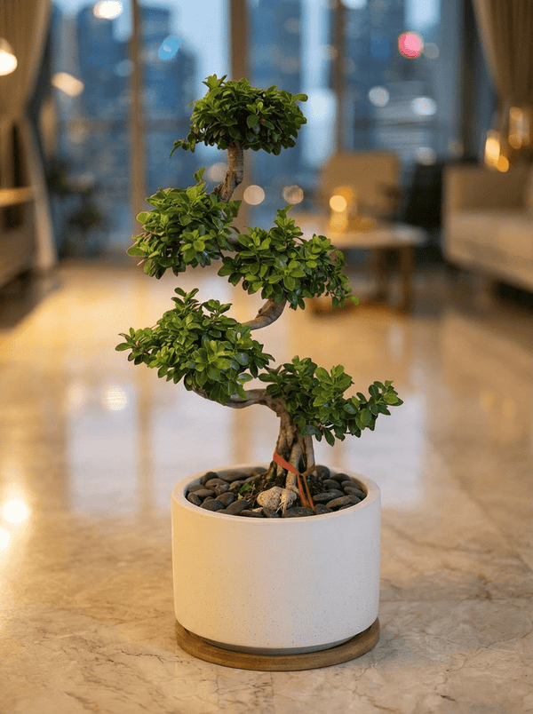 Ficus Cloud Bonsai - Plant Arrangement - GIFT-PROP-3267 - Tumbleweed Plants - Online Plant Delivery Singapore